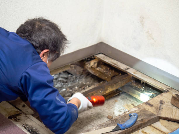 Best Mold Testing  in Meadow Woods, FL