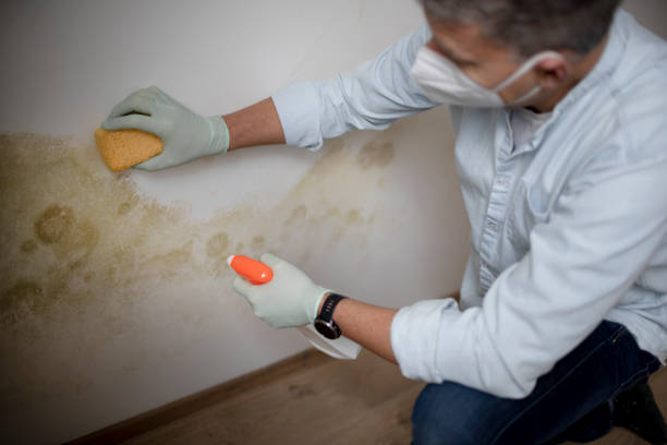 Best Home Mold Removal  in Meadow Woods, FL
