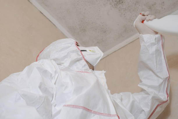 Best Mold Removal and Inspection  in Meadow Woods, FL