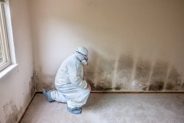 Best Professional Mold Removal  in Meadow Woods, FL