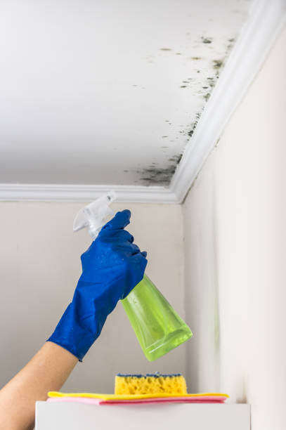 Best Mold Testing and Removal  in Meadow Woods, FL