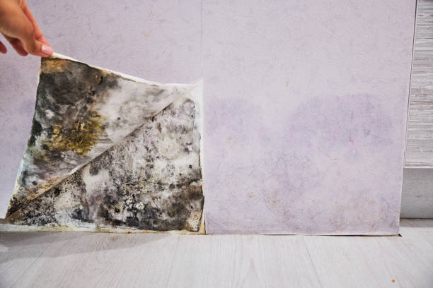 Mold Removal Process in Meadow Woods, FL